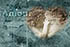 Images from 'Alienation' [01]: Amour 