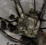 [Spirit of Autumn. 2005]