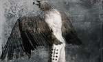 [Wings. 2005. 900x450]