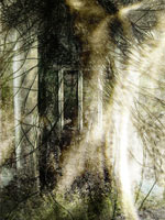 A Forest (II). [2006]