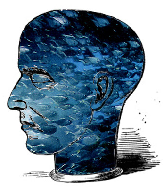 head full of fish